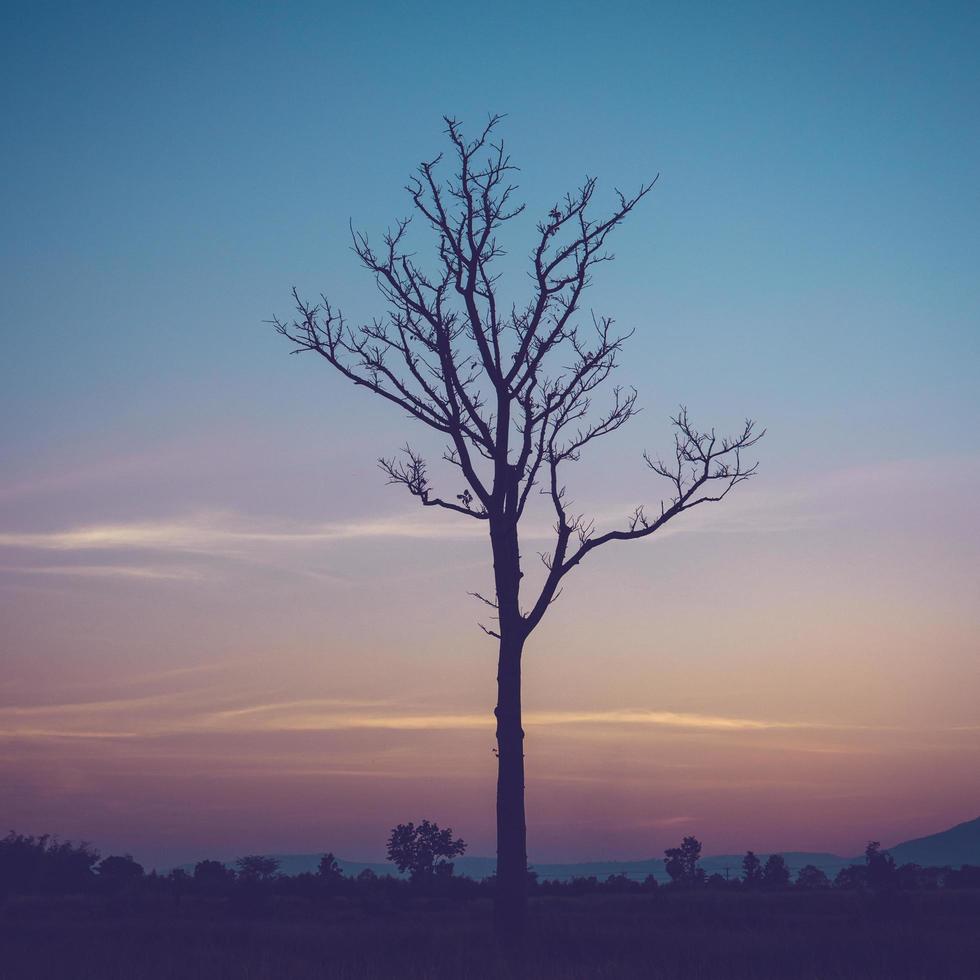 tree silhouette and twilight with vintage effect photo