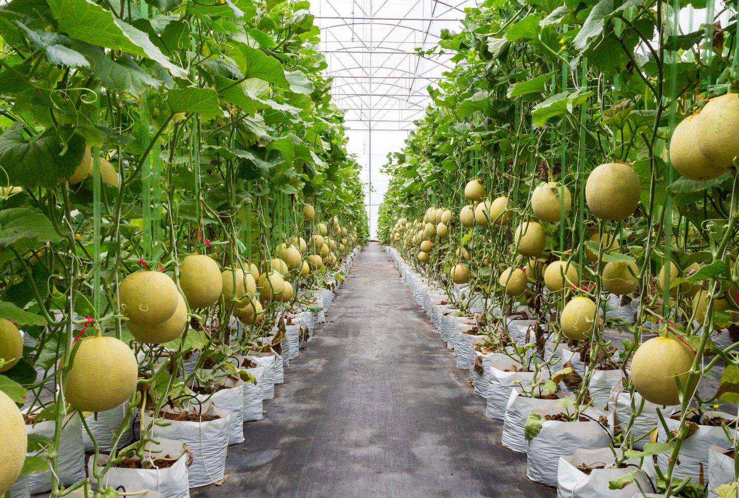 amarillo melón en campo en invernadero. foto