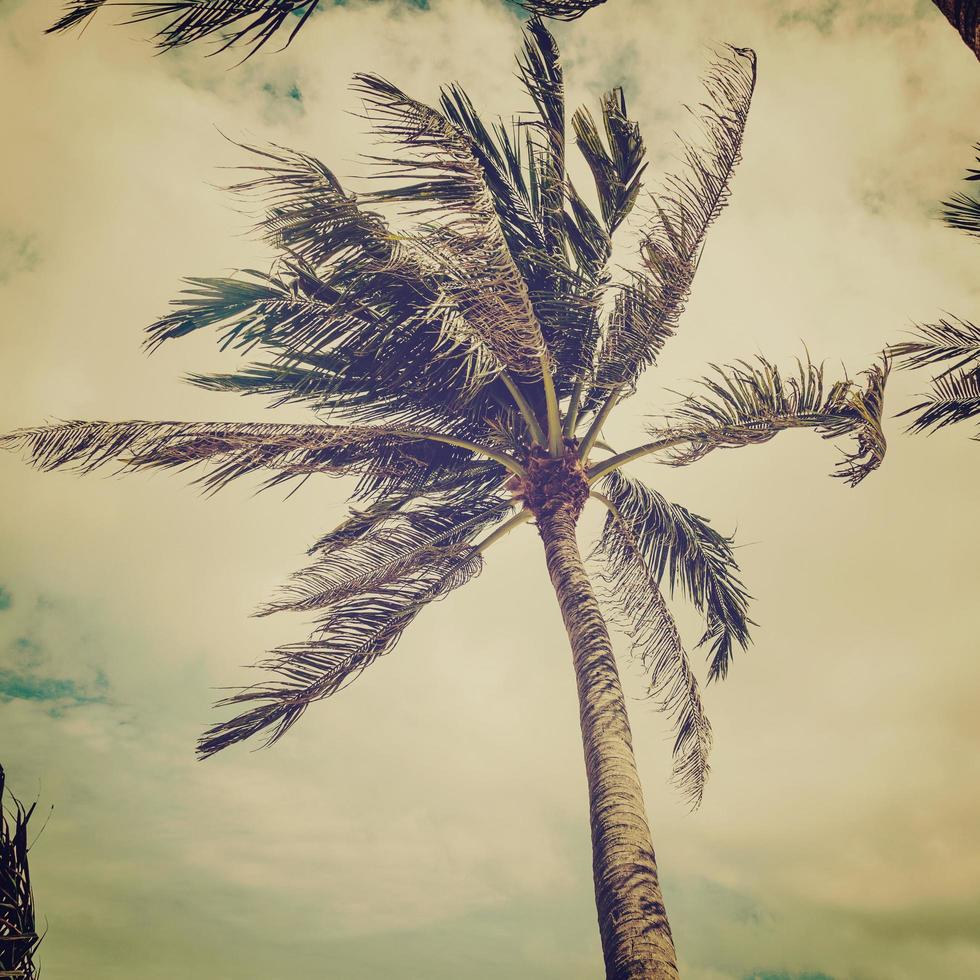 Coconut palm tree on beach with vintage effect. photo