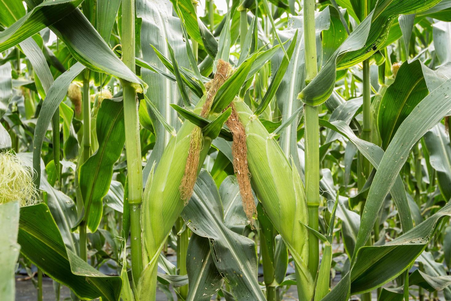Close up green corn in field agriculture. photo