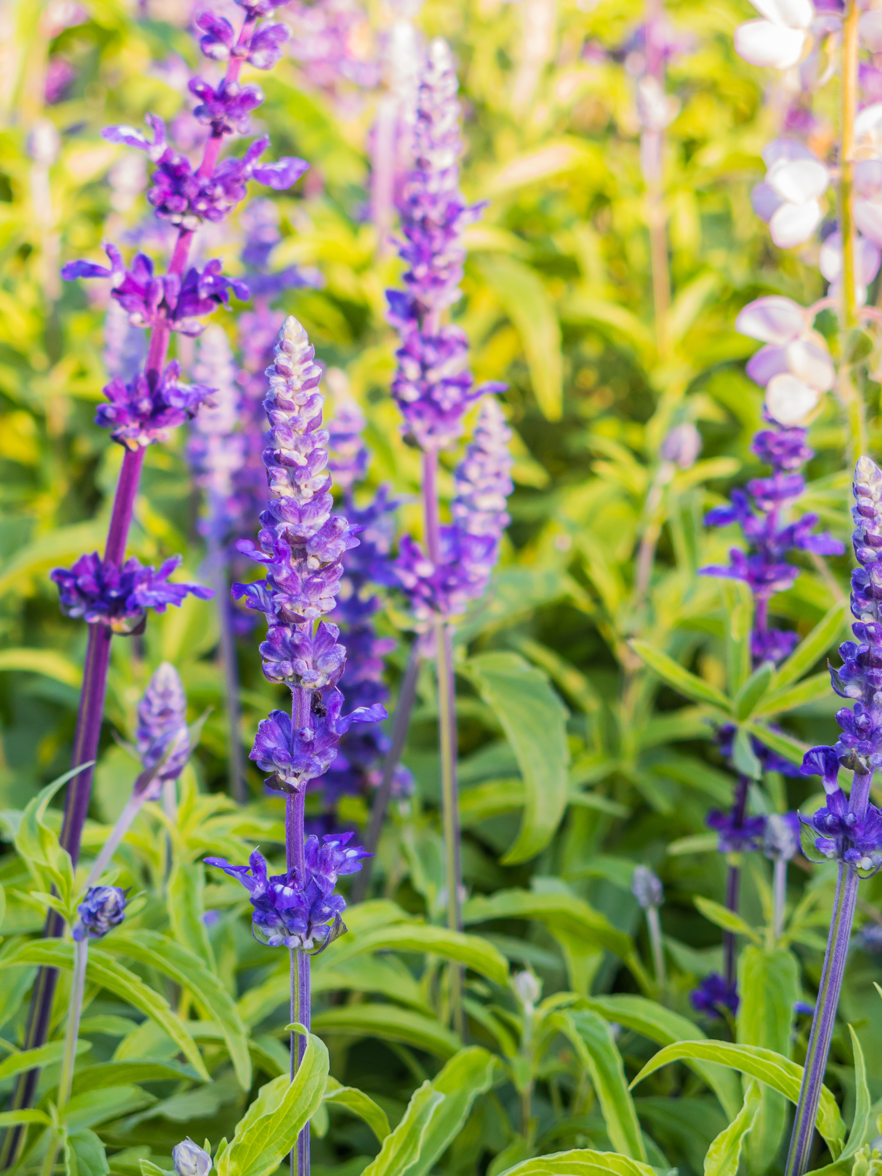 Lavender Flower Background Stock Photos, Images and Backgrounds for Free Download Lavender Flower Background Stock Photos, Images and Backgrounds for Free Download