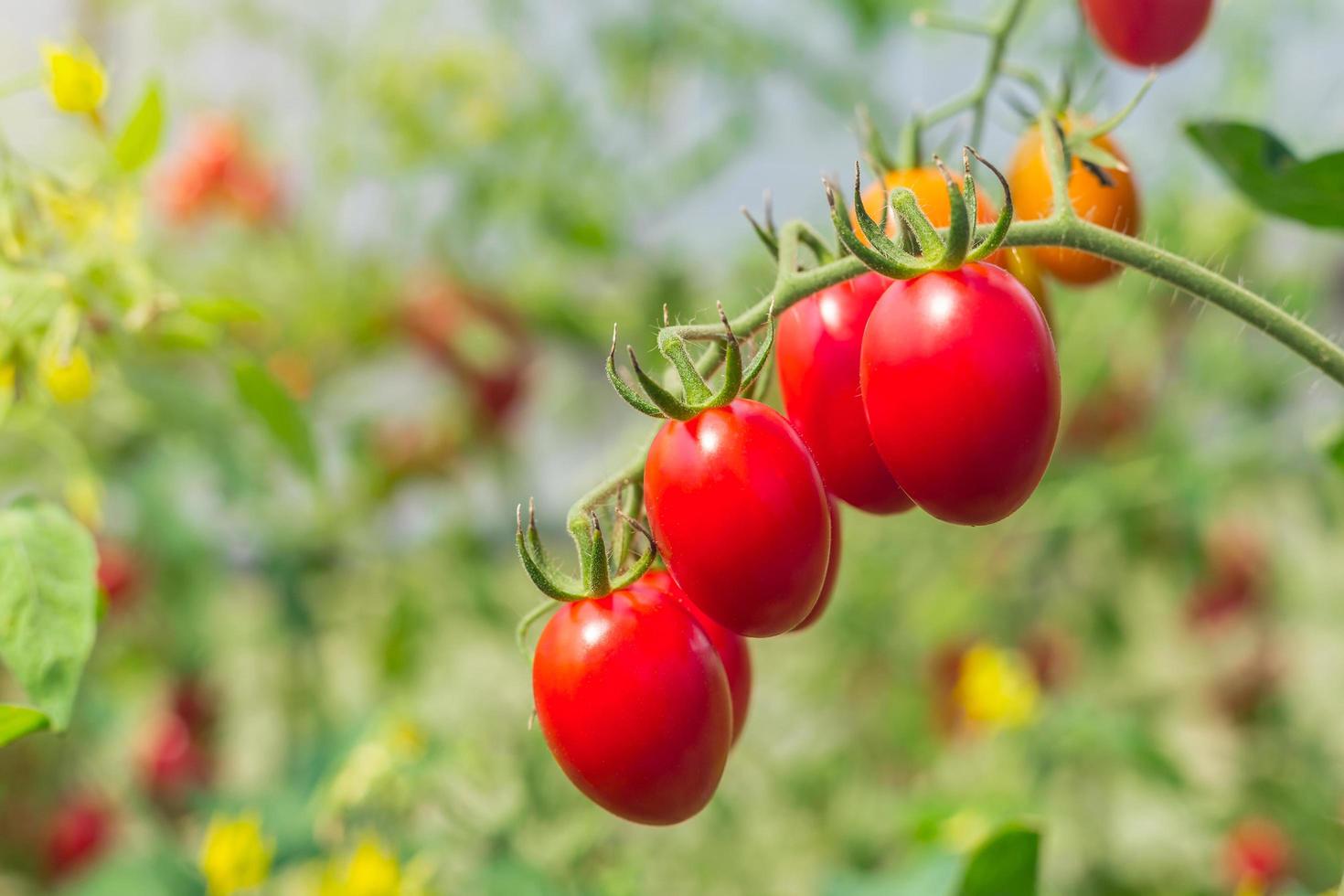 cerca arriba tomate en jardín campo agrícola foto