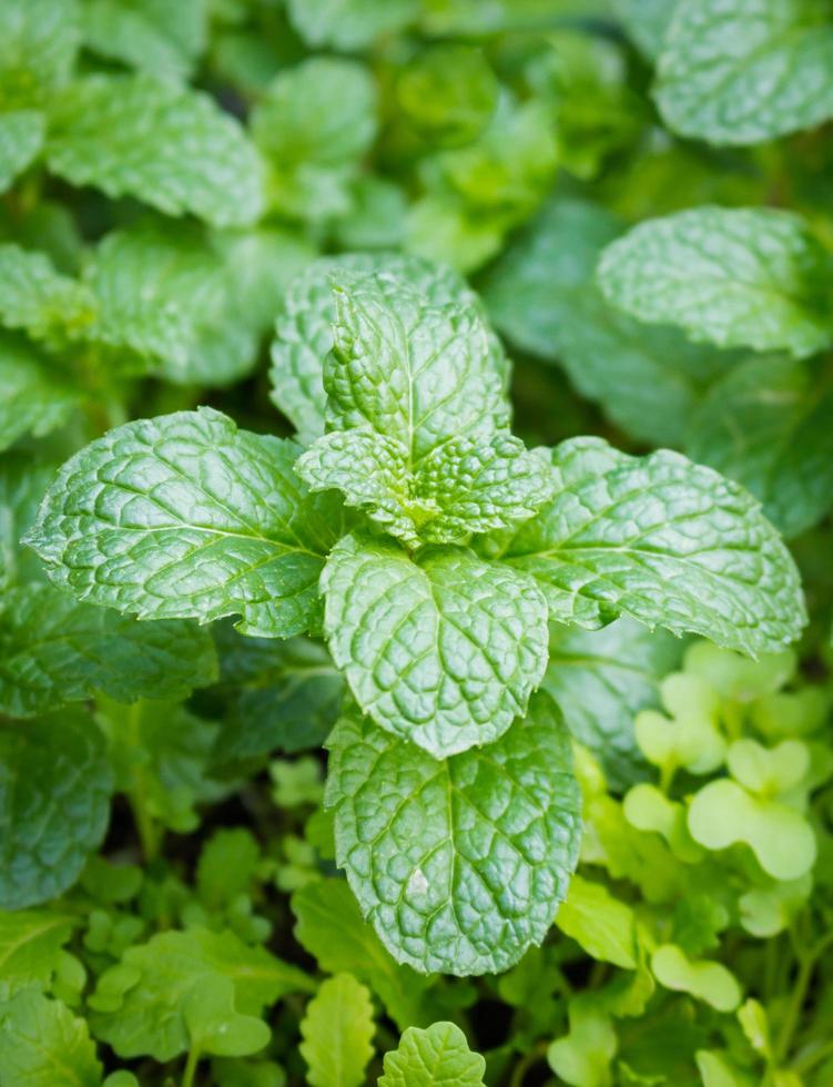 close up peppermint photo