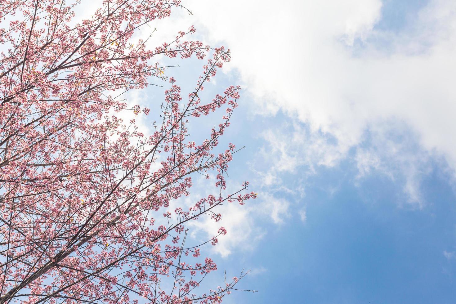 cherry blossom flower and sky clouds for natural background. photo