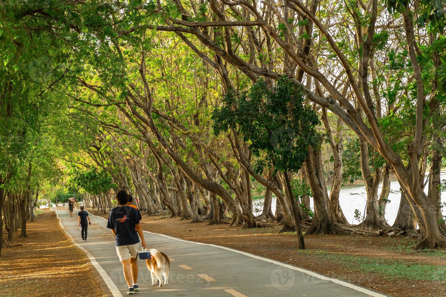 Pathway And Beautiful Trees Track For Running Or Walking And Cycling pathway-and-beautiful-trees-track-for-running-or-walking-and-cycling