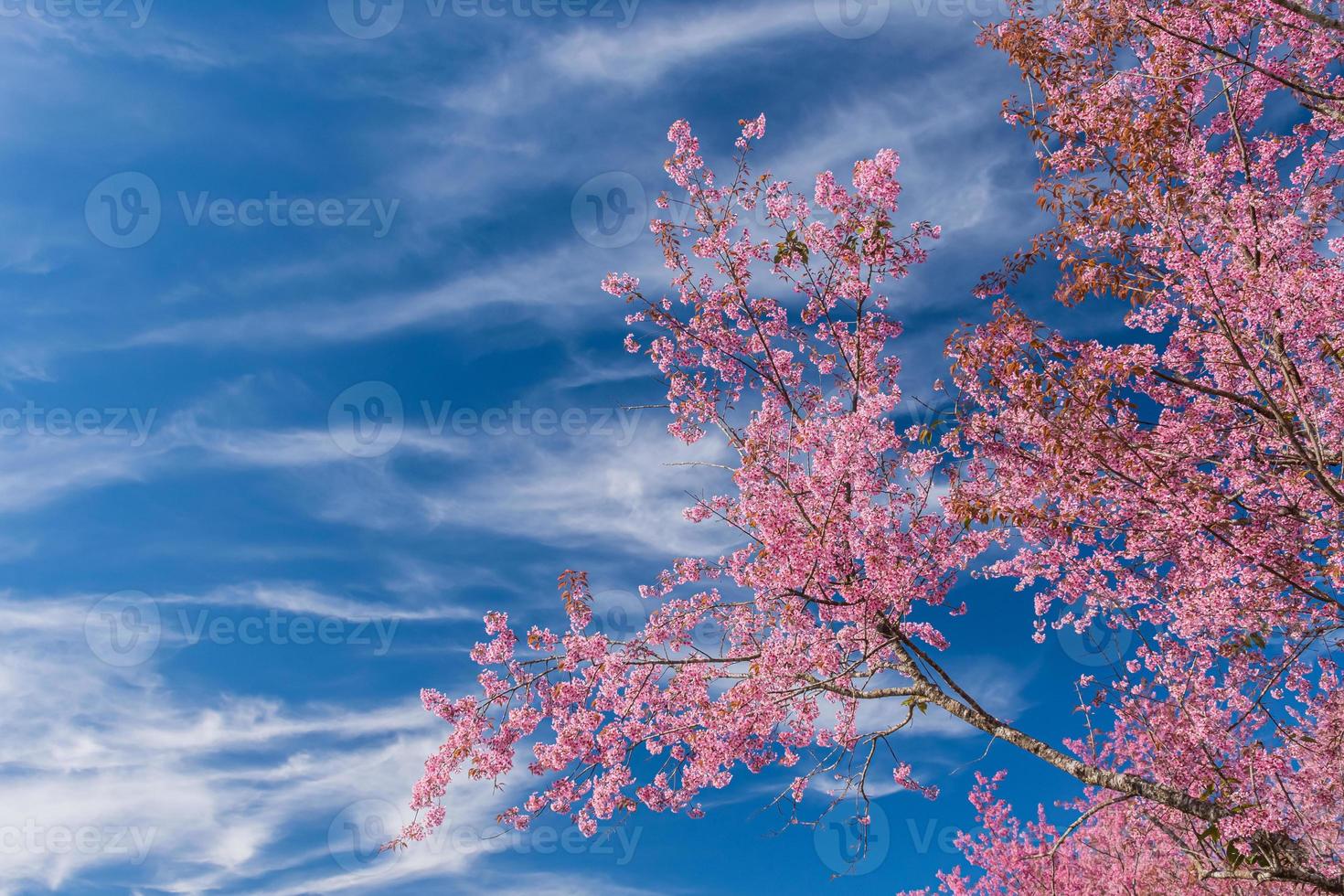 landscape of Beautiful Wild Himalayan Cherry Blooming pink Prunus cerasoides flowers at Phu Lom Lo Loei and Phitsanulok of Thailand photo