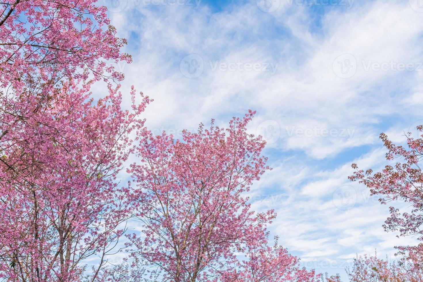 landscape of Beautiful Wild Himalayan Cherry Blooming pink Prunus cerasoides flowers at Phu Lom Lo Loei and Phitsanulok of Thailand photo