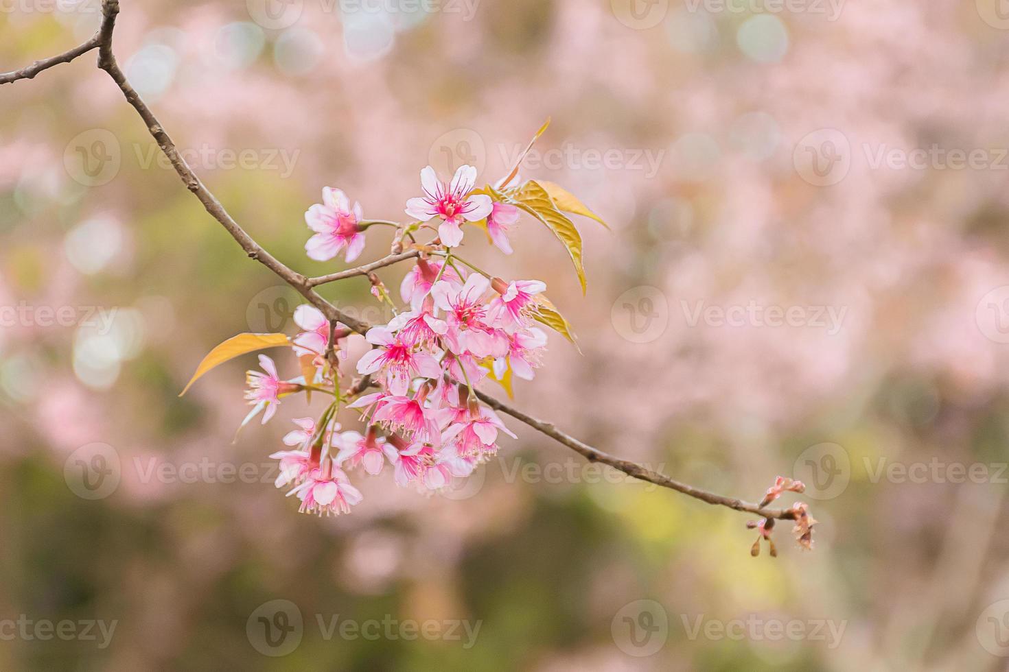 Beautiful Wild Himalayan Cherry Blooming pink Prunus cerasoides flowers at Phu Lom Lo Loei and Phitsanulok of Thailand photo
