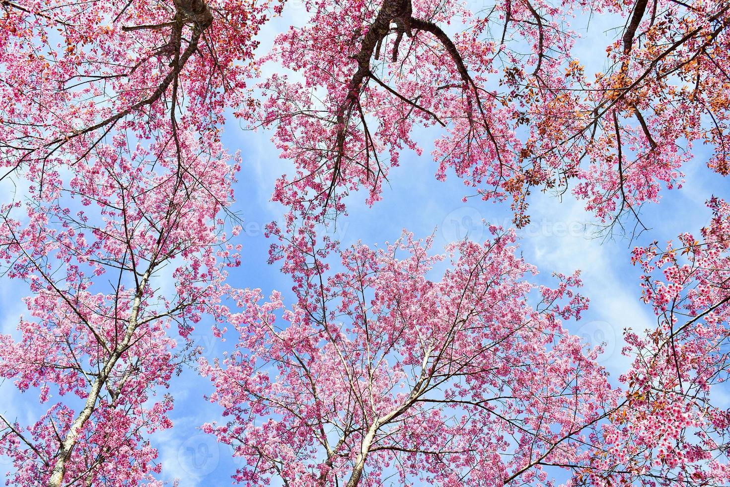 landscape of Beautiful Wild Himalayan Cherry Blooming pink Prunus cerasoides flowers at Phu Lom Lo Loei and Phitsanulok of Thailand photo