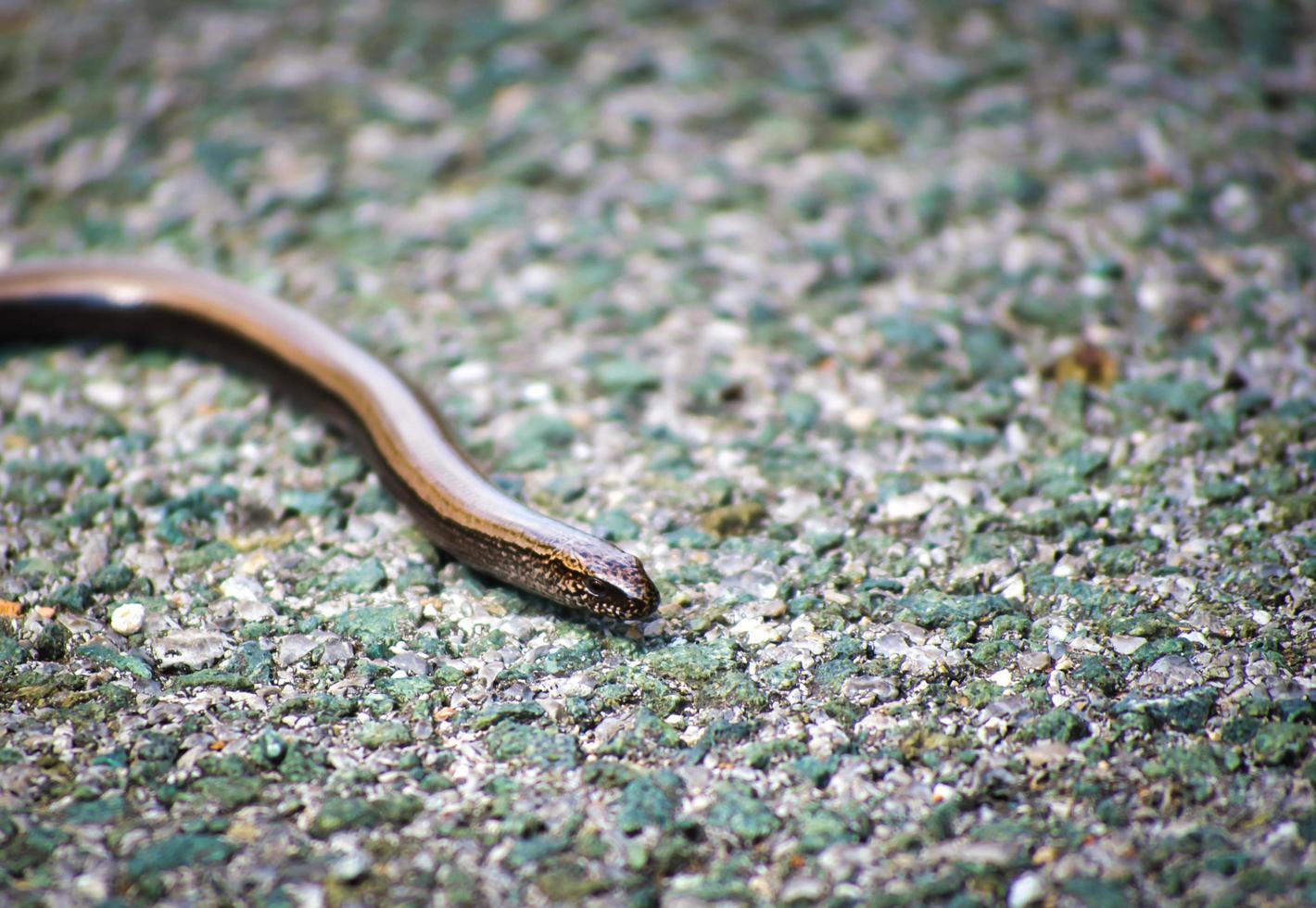 close up of the croatian baby snake head photo