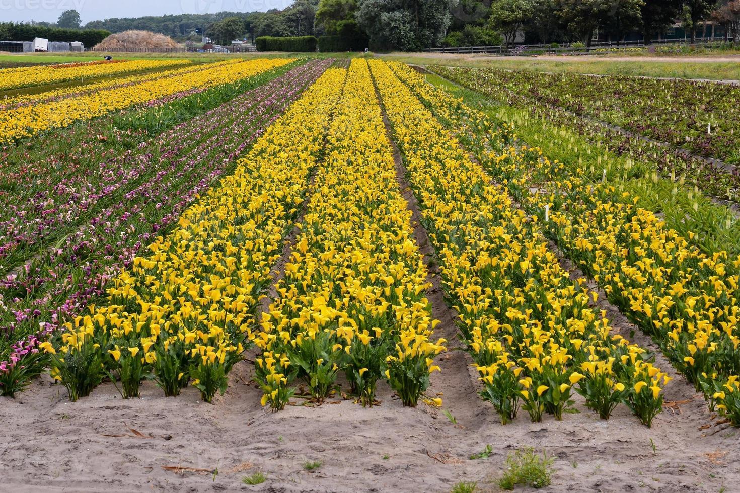 Rows of flowers photo