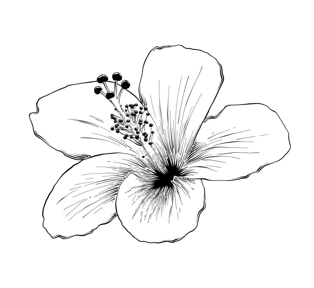 Vector engraved style illustration for posters, decoration and print. Hand drawn sketch of hawaiian hibiscus flower in black isolated on white background. Detailed vintage etching style drawing.