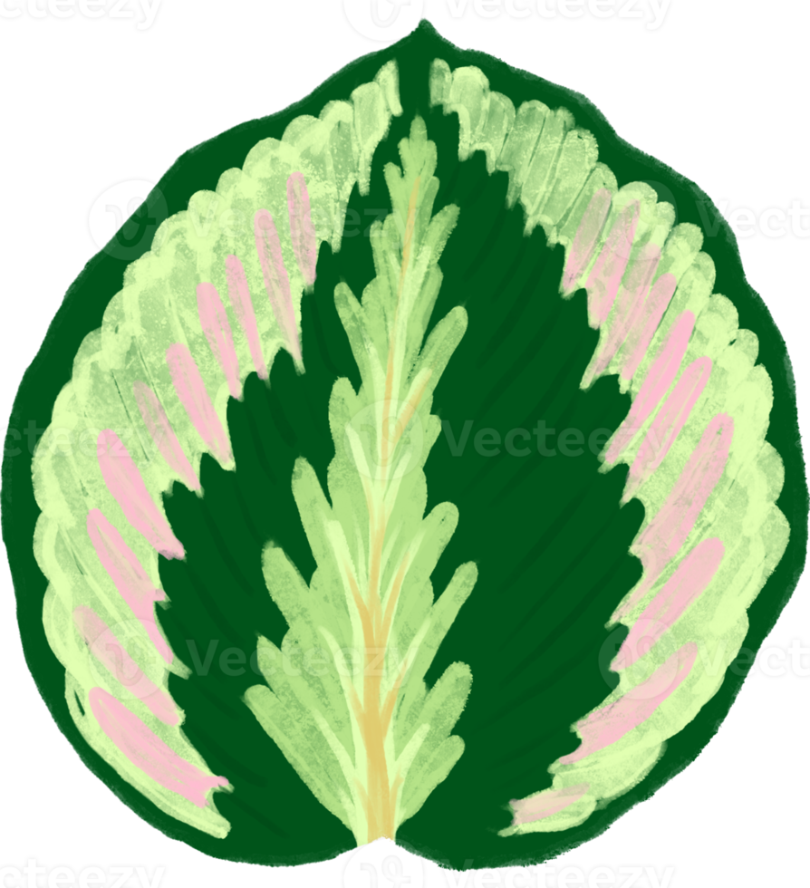 Marantaceae Calathea Tropical Leaf Illustration png