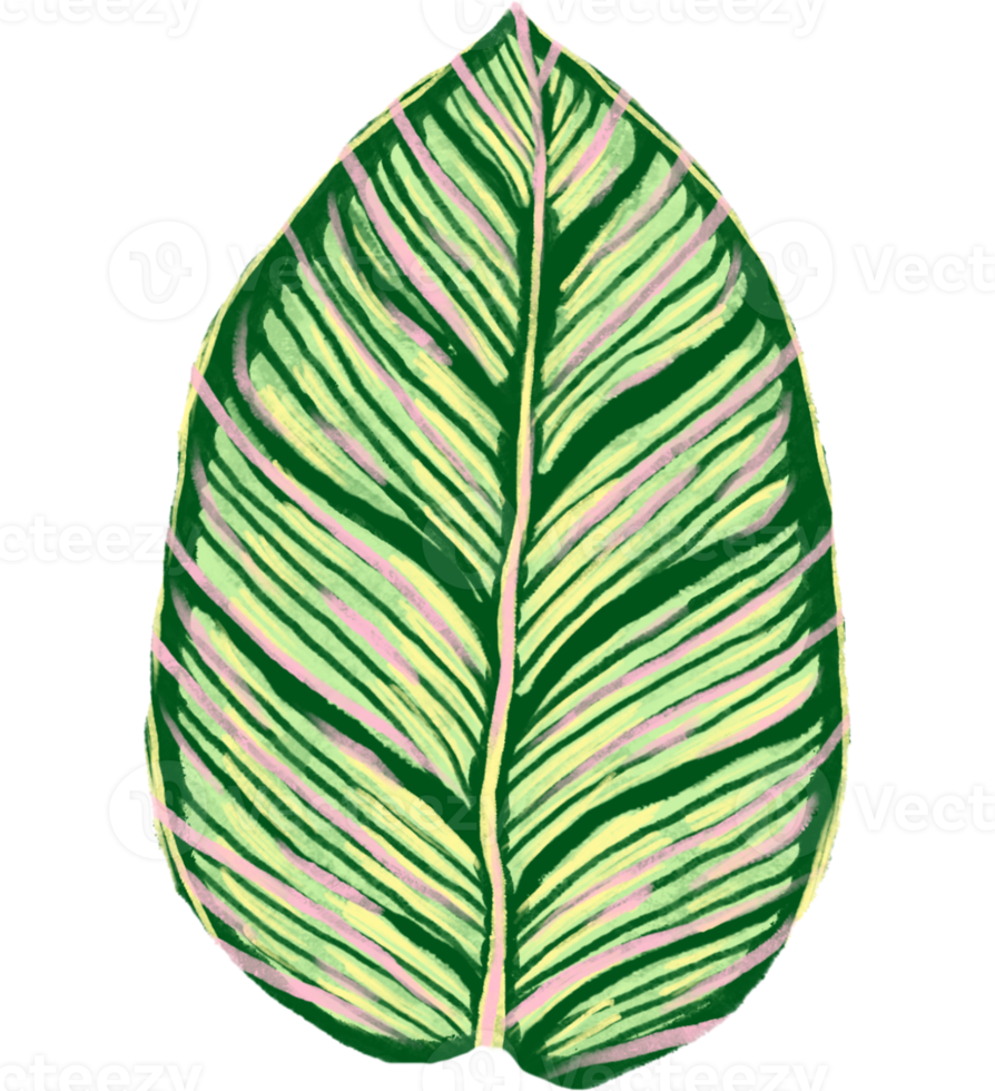 Marantaceae Calathea Tropical Leaf Illustration png