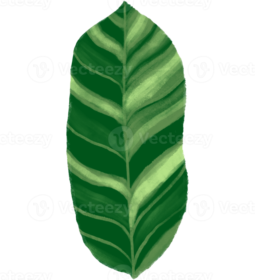 Marantaceae Calathea Tropical Leaf Illustration png