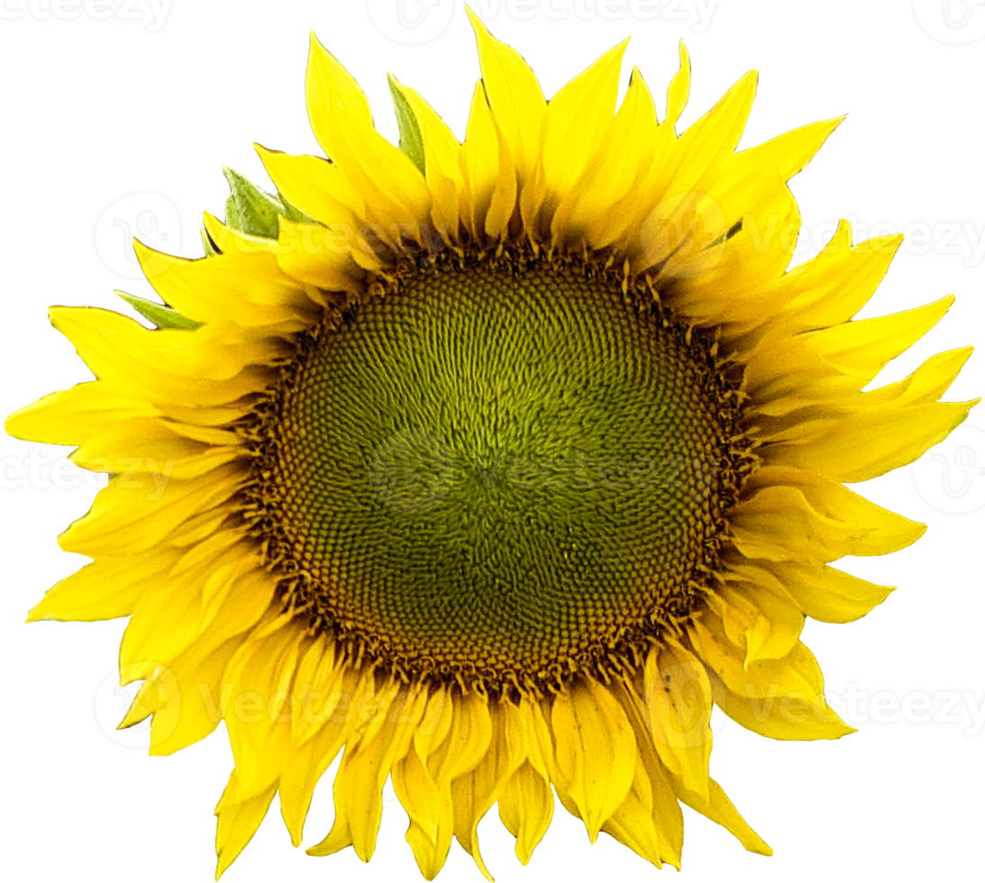 Realistic Sun Flower png