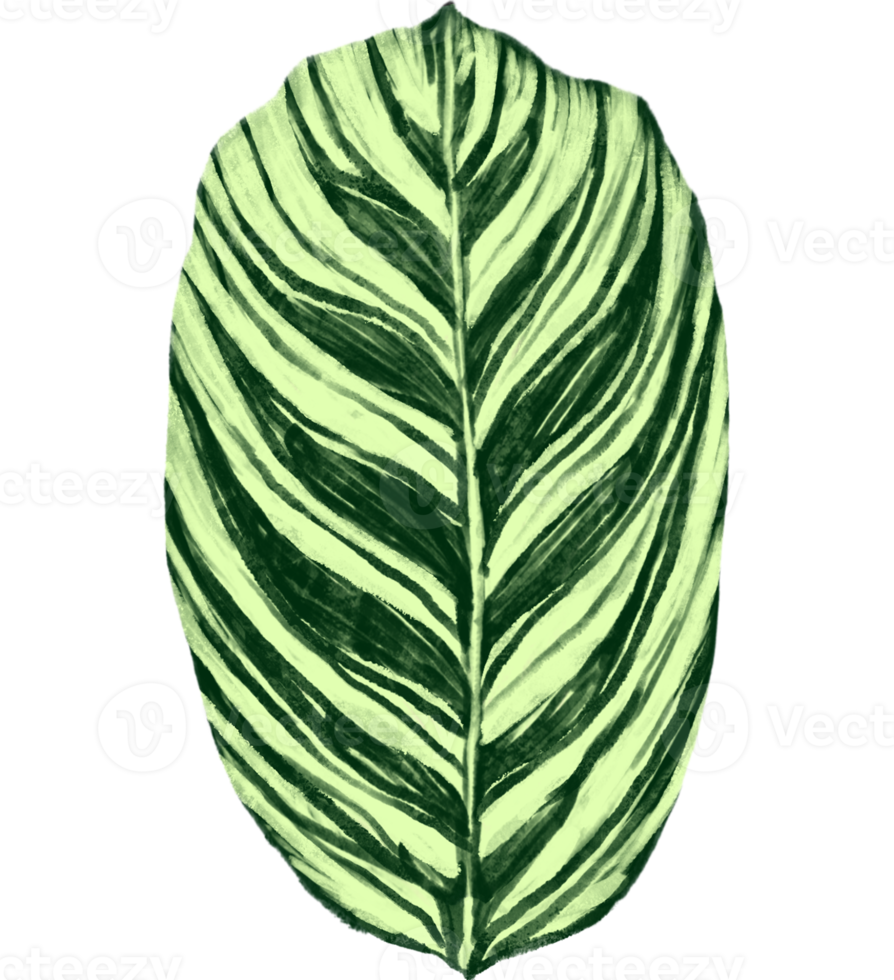 marantaceae calathea tropical hoja ilustración png