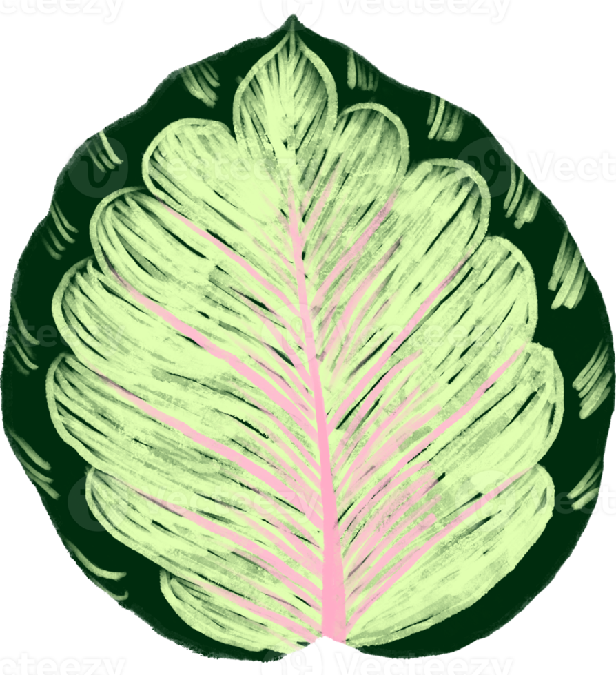 Marantaceae Calathea Tropical Leaf Illustration png