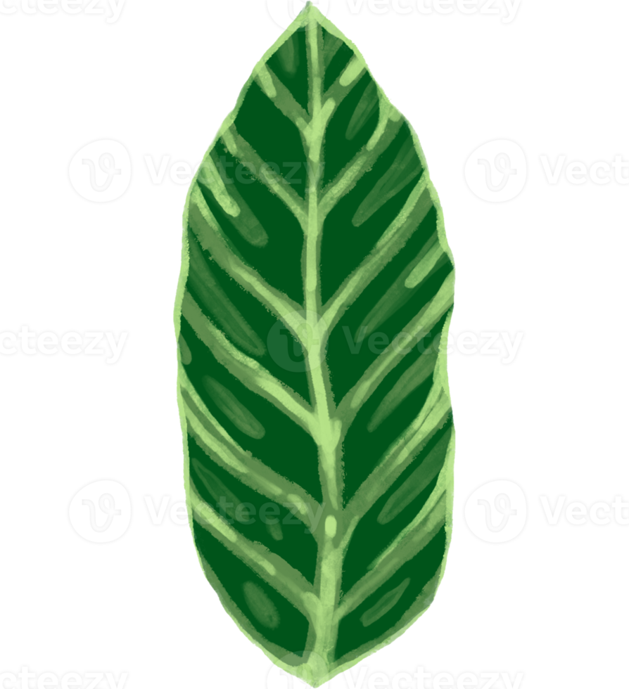 Marantaceae Calathea Tropical Leaf Illustration png