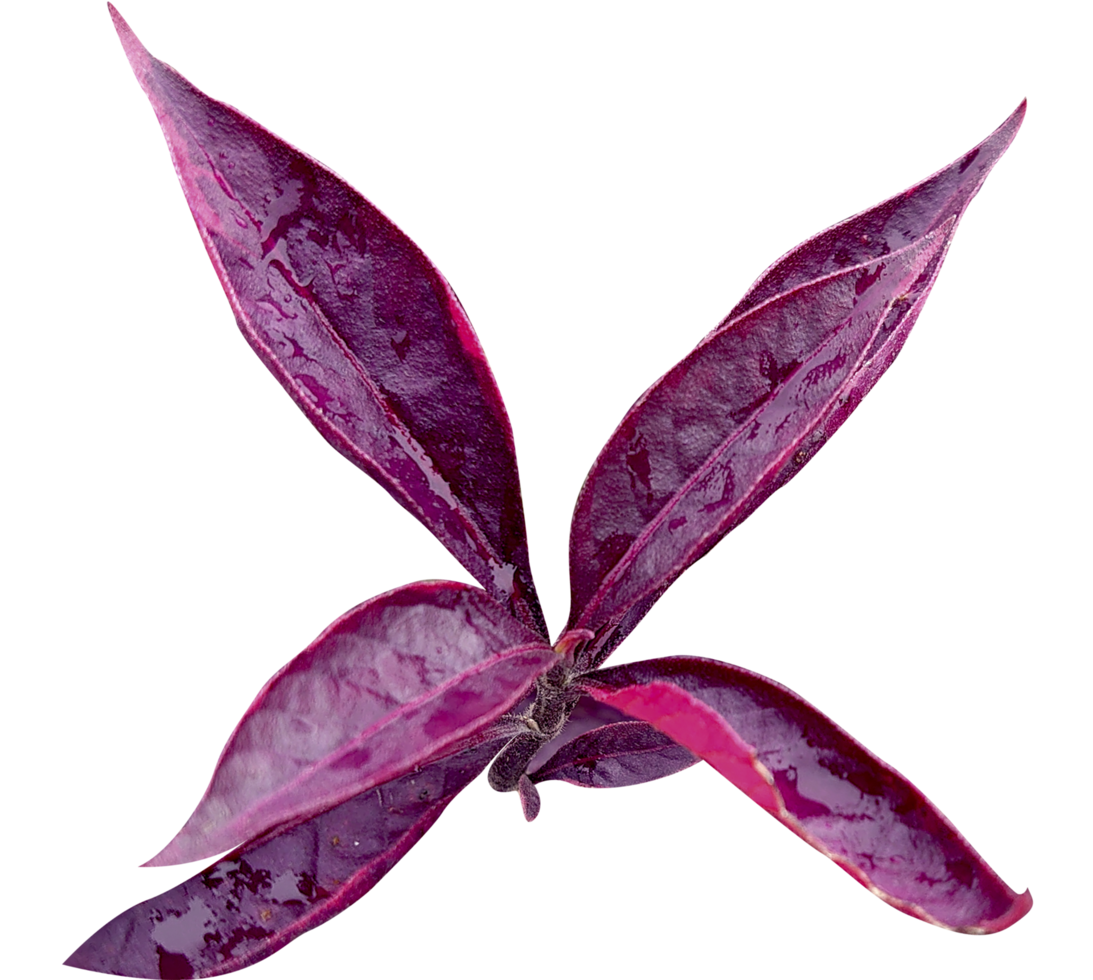 Realistic Red Leaf png