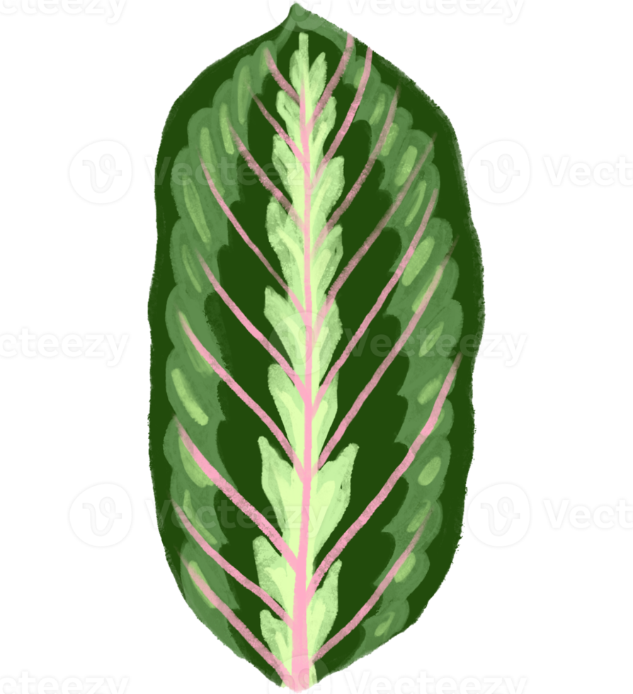 marantaceae Calathea tropisk blad illustration png