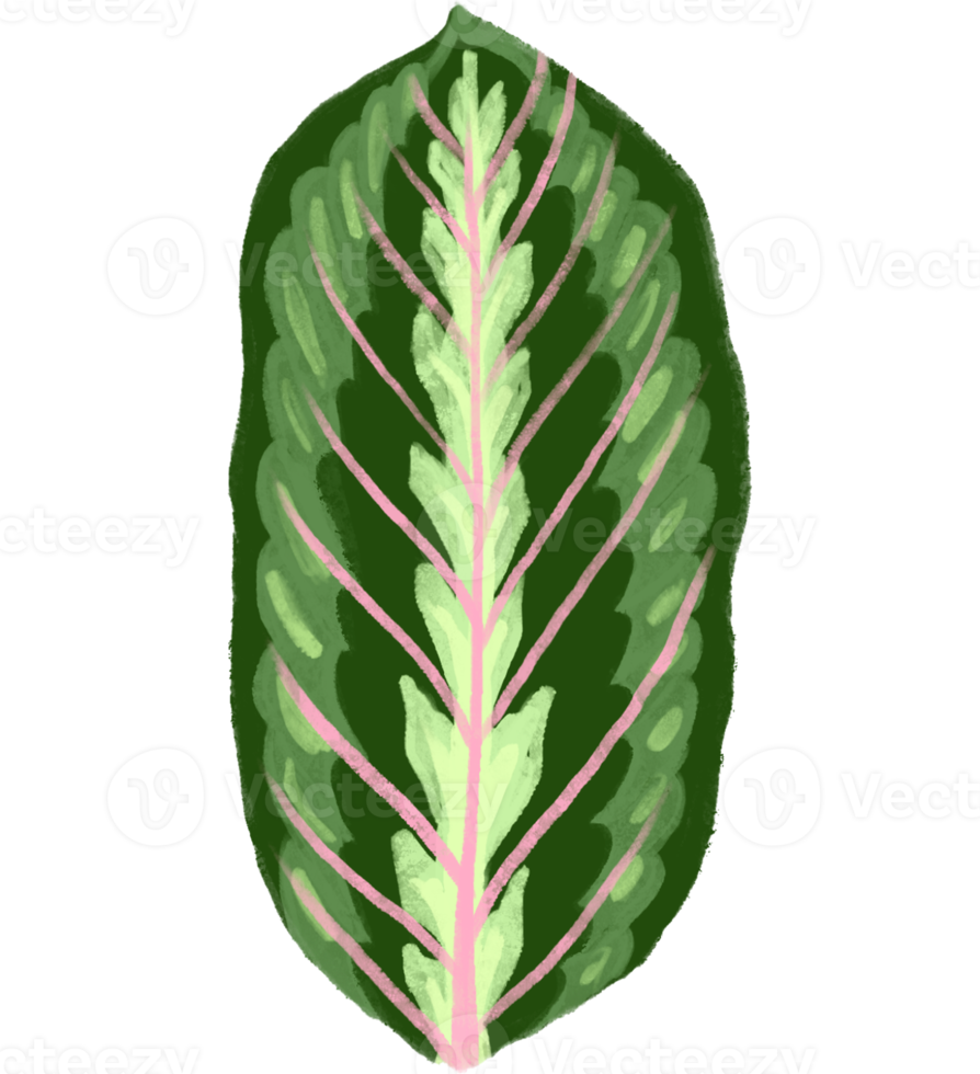 Marantaceae Calathea Tropical Leaf Illustration png