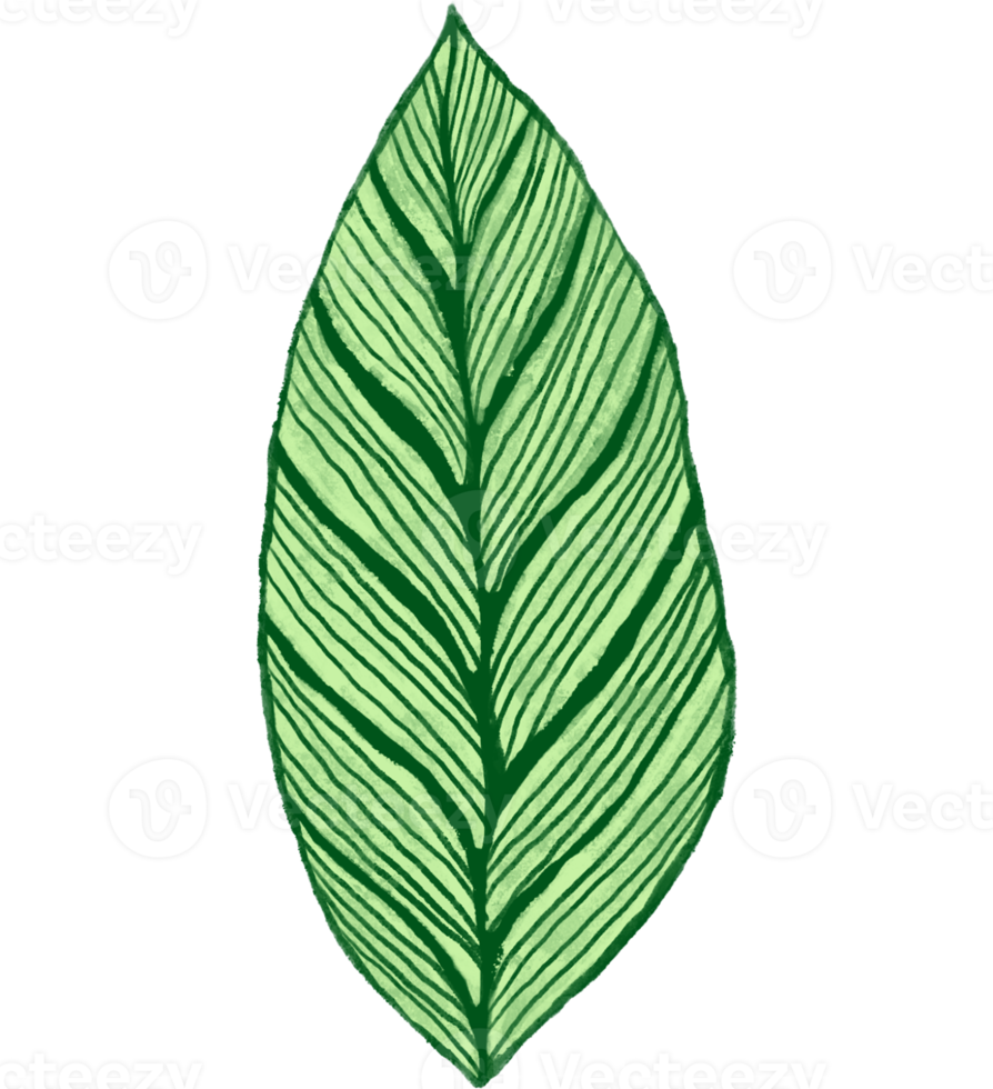 Marantaceae Calathea Tropical Leaf Illustration png