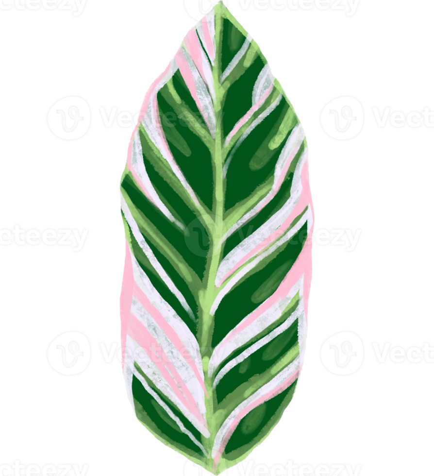 Marantaceae Calathea Tropical Leaf Illustration png