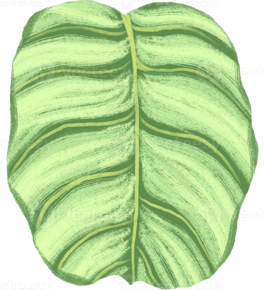 Marantaceae Calathea Tropical Leaf Illustration png