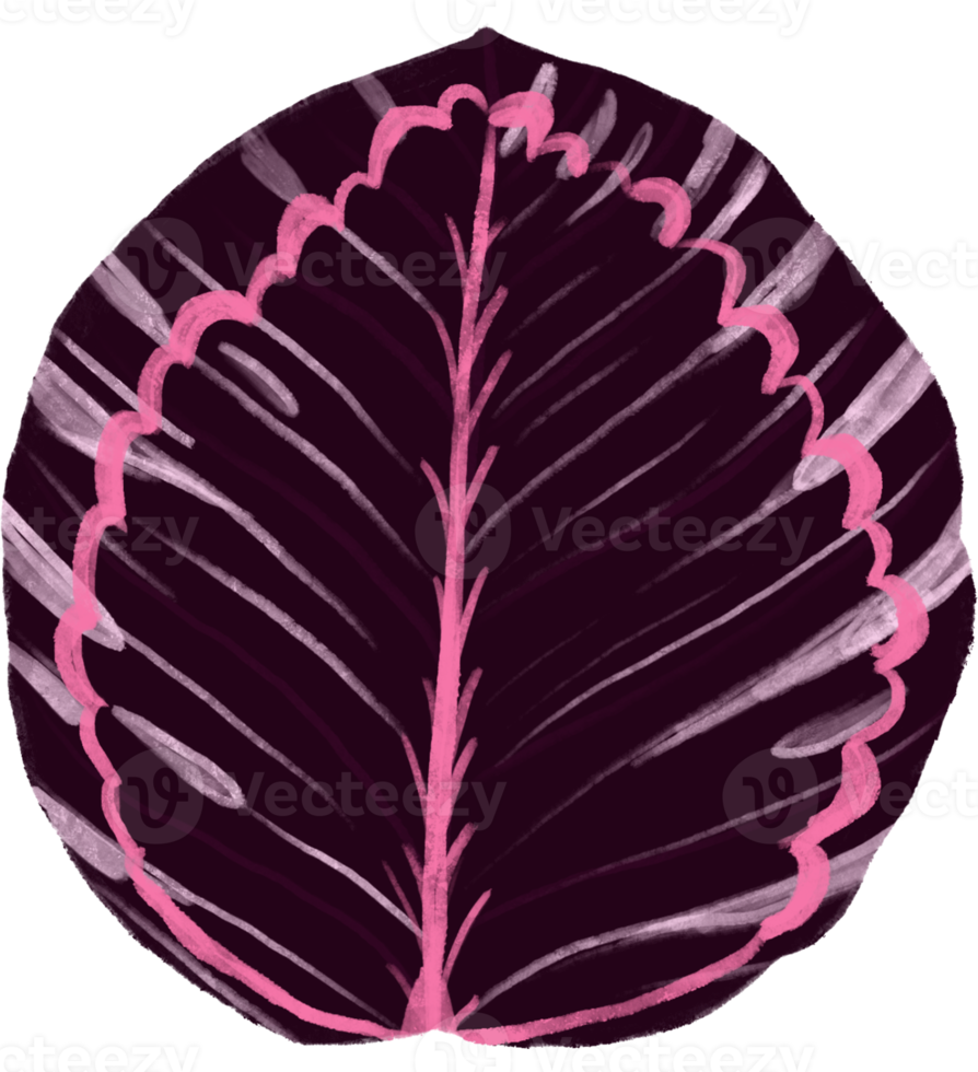 Marantaceae Calathea Tropical Leaf Illustration png