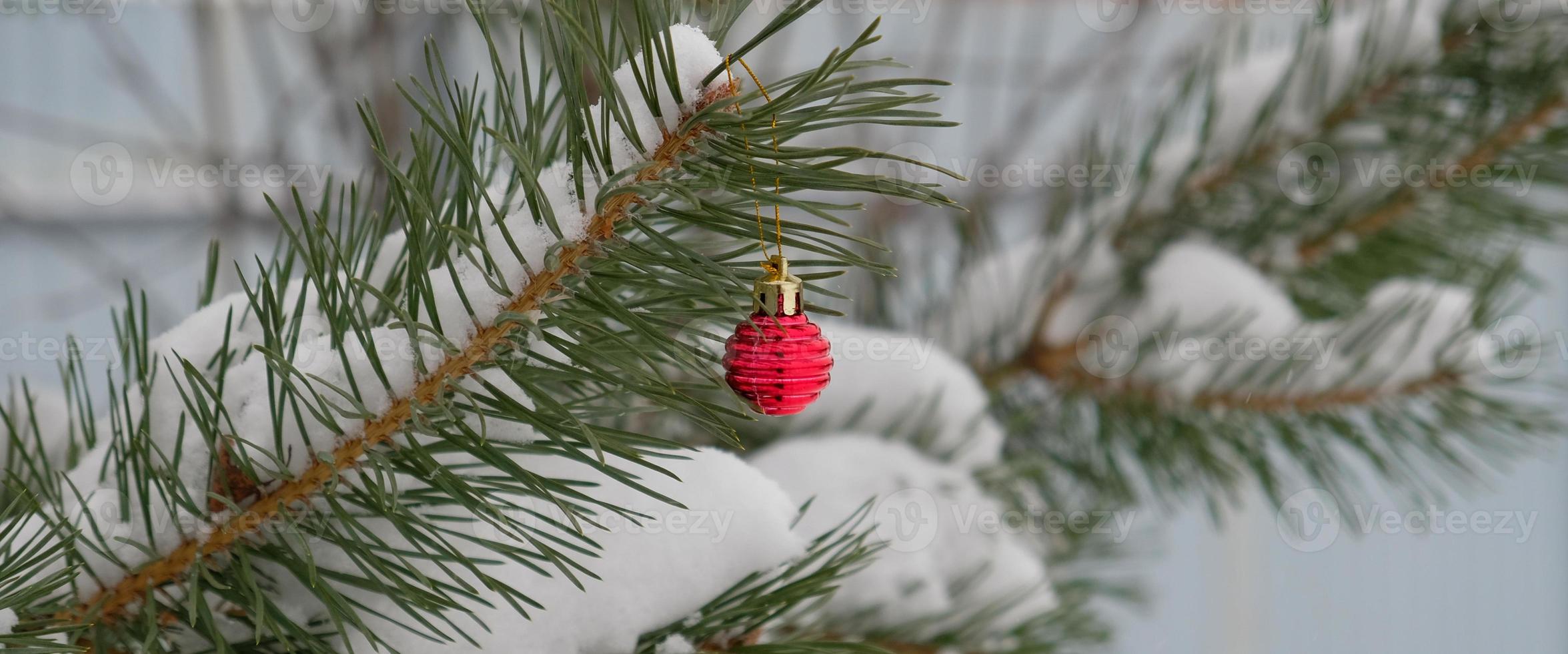 The defocused background of Fir green branches are decorated with small red ball. Selective focus. Snow-covered spruce pine branches. photo