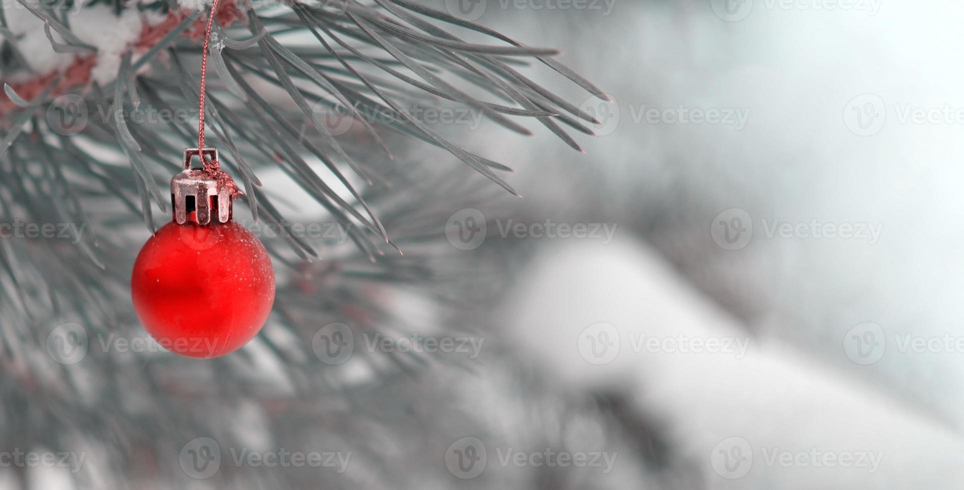 The defocused background of Fir green branches are decorated with small red ball. Selective focus. Snow-covered spruce pine branches. photo