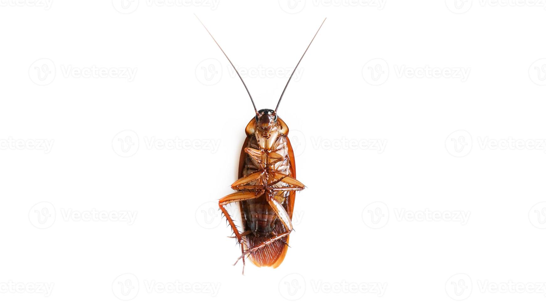 cucaracha aislado en un blanco fondo, muerto cucarachas foto