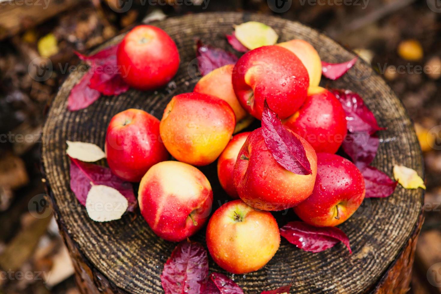 Still life with several red apples lying on an old wooden pine stump. photo