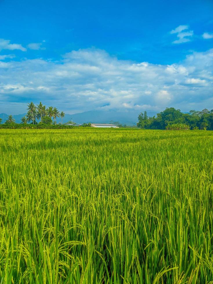 Indonesian traditional rice farming landscape. Indonesian rice fields. Rice fields and blue sky in Indonesia. photo