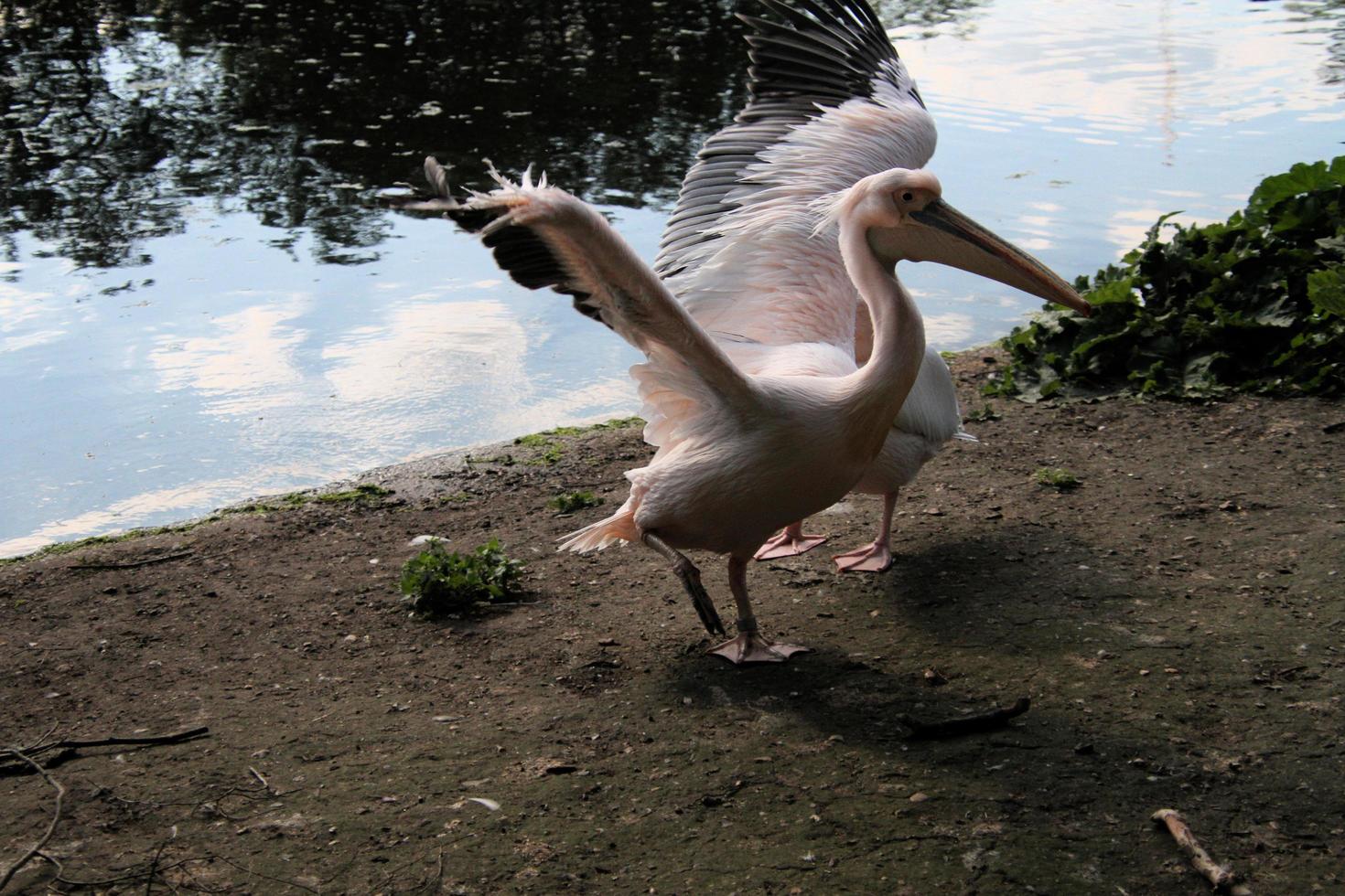 A view of a Pelican in London photo