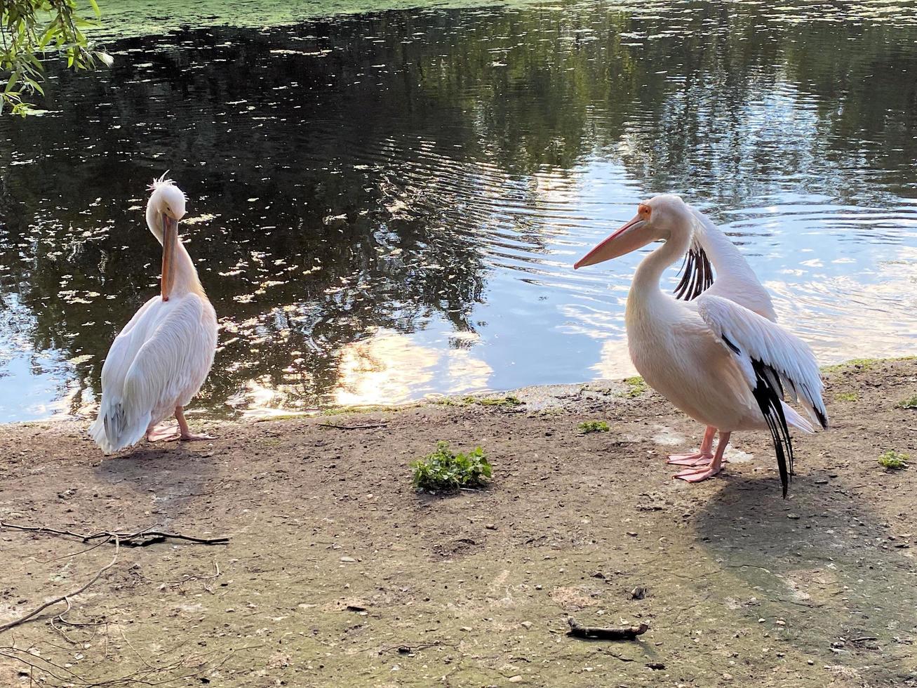 A view of a pair of Pelicans in London photo