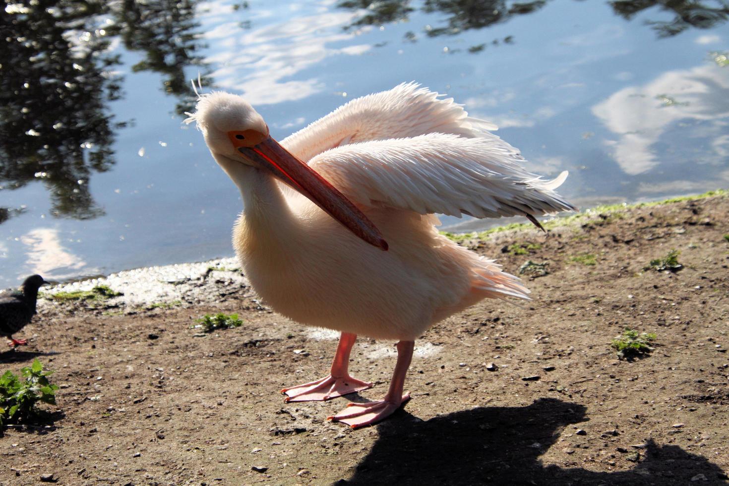 A view of a Pelican in London photo