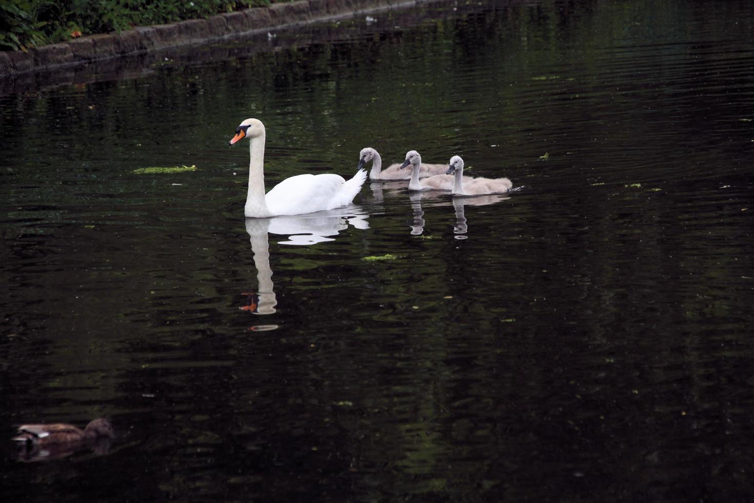 A view of a Mute Swan in London photo