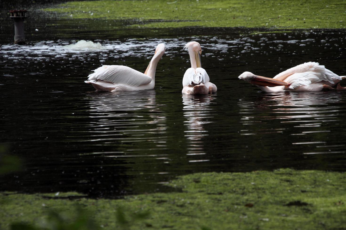 A view of some Pelicans in the water in London photo