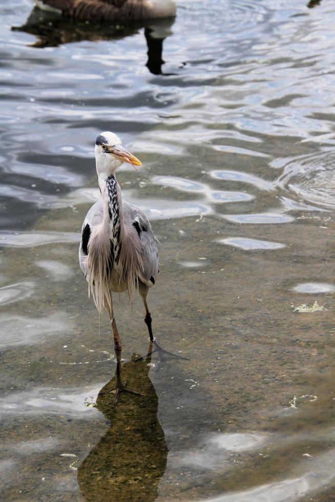 A view of a Grey Heron in the water in London photo