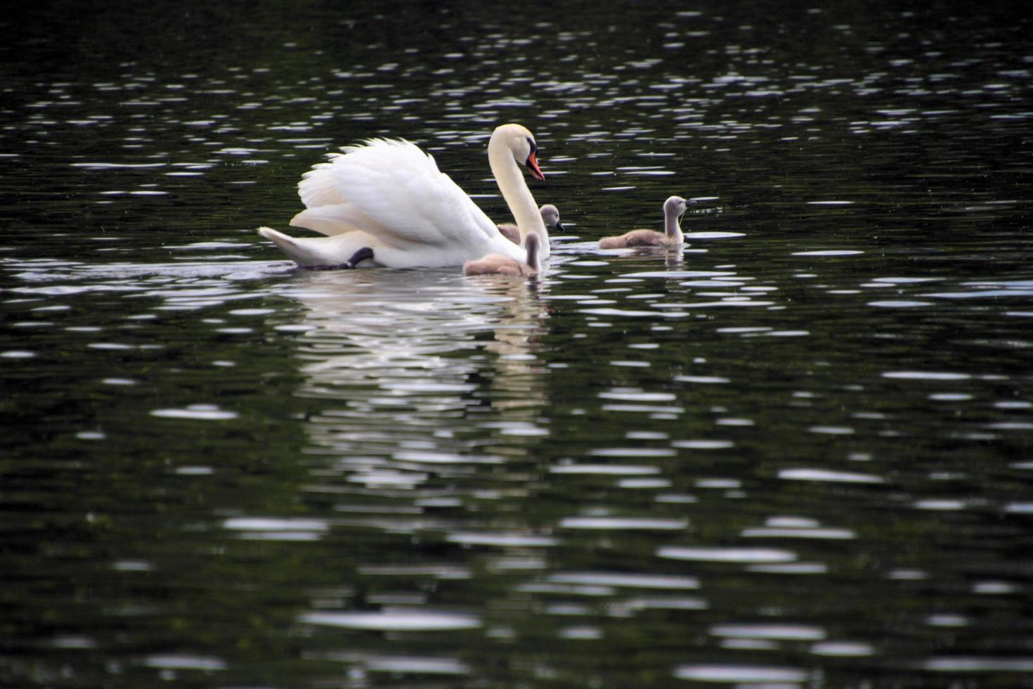 A view of a Mute Swan in London photo