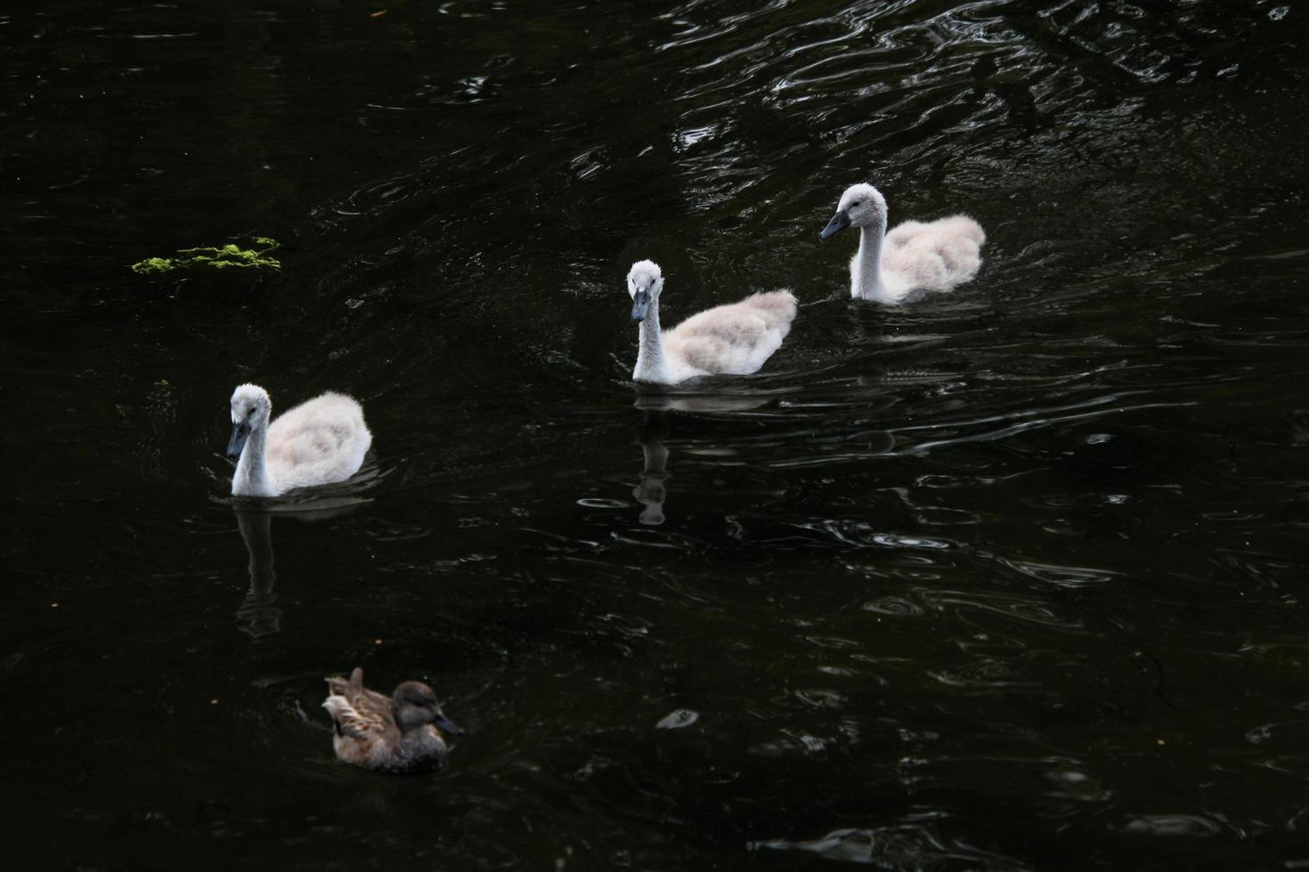 A view of a Mute Swan in London photo