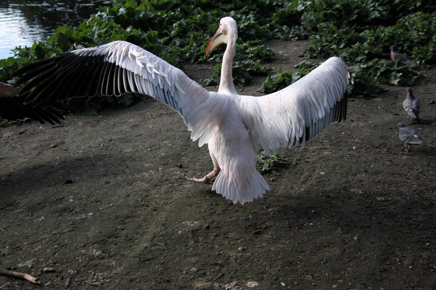 A view of a Pelican in London photo