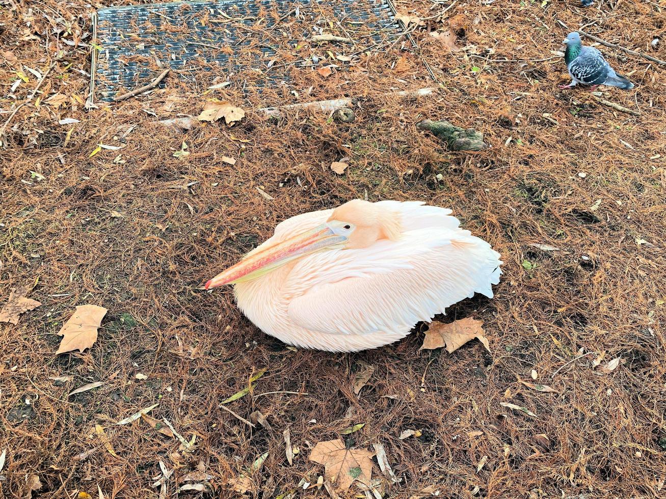 A close up of a Pelican photo