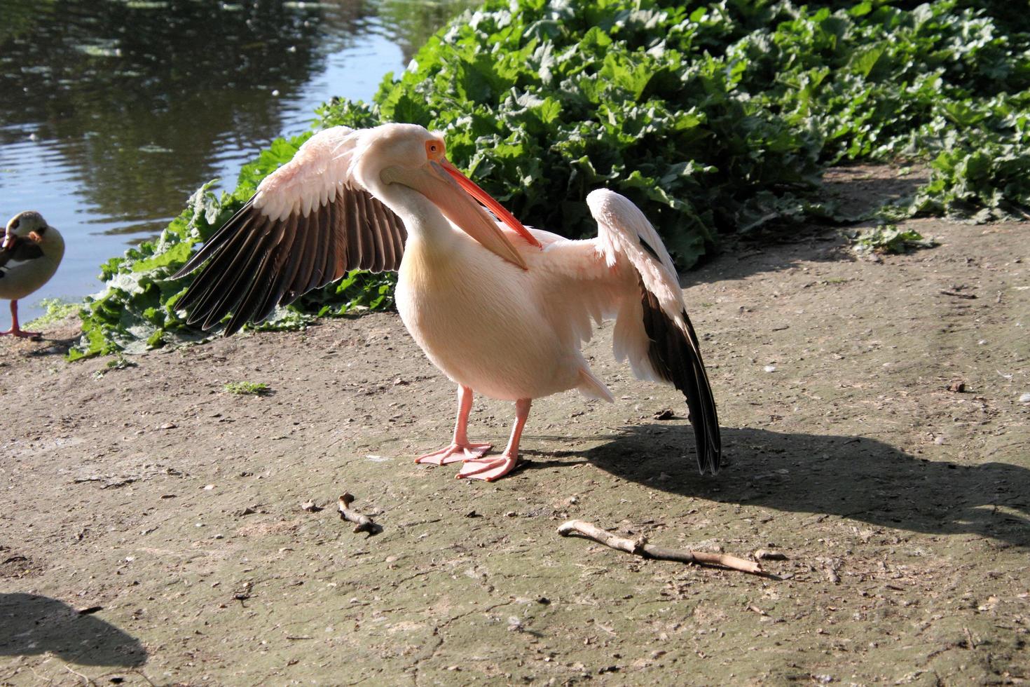 A view of a pair of Pelicans in London photo