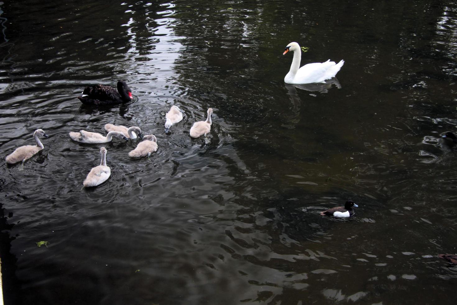 A view of a Mute Swan in London photo