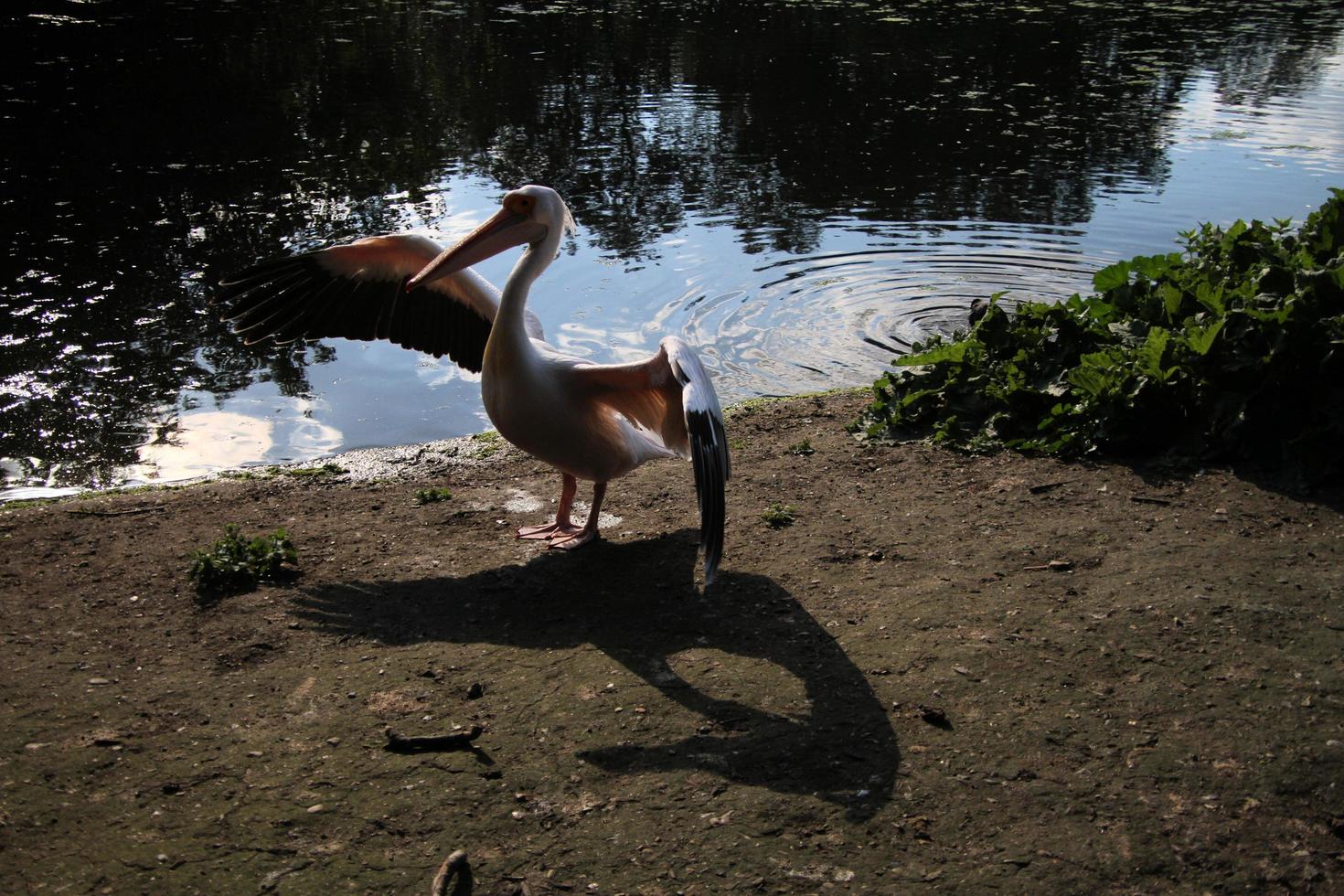 A view of a Pelican in London photo