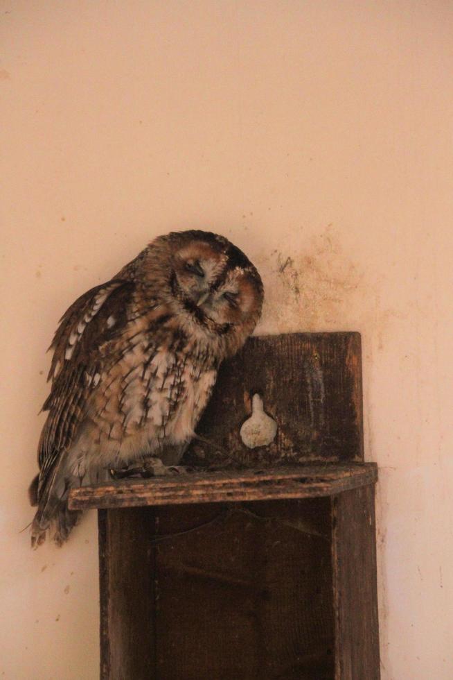 A close up of an Owl photo