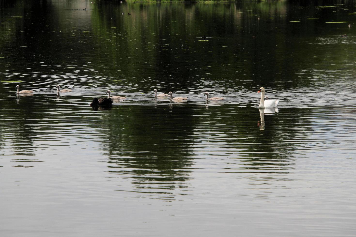 A view of a Mute Swan in London photo